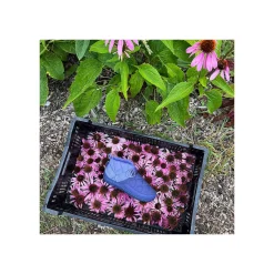 New Chaco Women's Ramble Rugged Canvas Shoe Faded Limeade